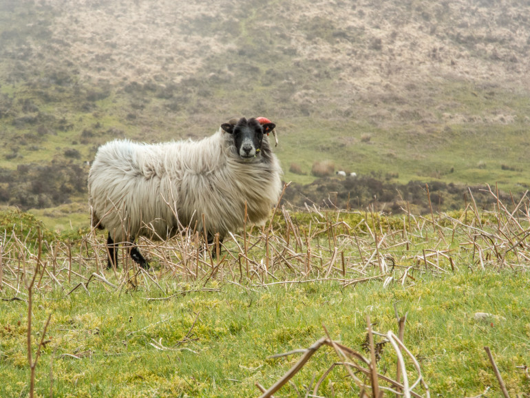 Dartmoor får