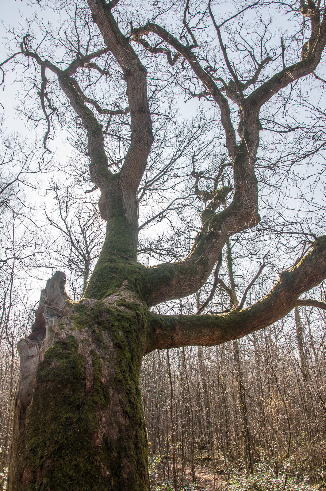 Draved Skov gammelt træ