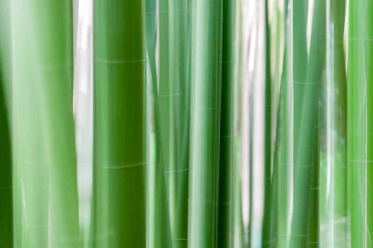 Trebah Garden Bambus